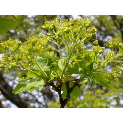 Mezei juhar (Acer campestre) DEVA Európai virágeszencia