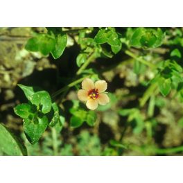   Mezei tikszem (Anagallis arvensis) DEVA Európai virágeszencia