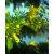 Mimóza (Acacia dealbata) DEVA Európai virágeszencia