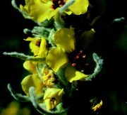   DEVA Európai virágeszencia Molyhos ökörfarkkóró (Verbascum thapsus)
