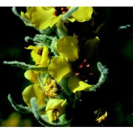   Molyhos ökörfarkkóró (Verbascum thapsus) DEVA Európai virágeszencia