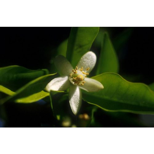 ORANGE TREE - Citrus sinensis