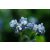 FORGET-ME-NOT - Myosotis sylvatica