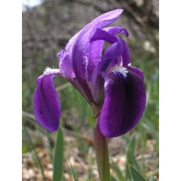 Nőszirom (Iris sp.) DEVA Európai virágeszencia