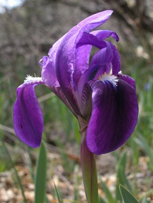 Nőszirom (Iris sp.)
