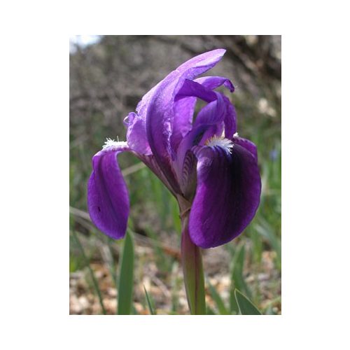 Nőszirom (Iris sp.) DEVA Európai virágeszencia