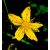 Orbáncfű (Hypericum perforatum) DEVA Európai virágeszencia