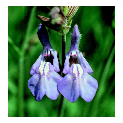 SAGE - Salvia officinalis