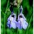 Orvosi zsálya (Salvia officinalis) DEVA Európai virágeszencia