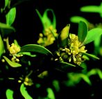 Örökzöld puszpáng (Buxus sempervirens)