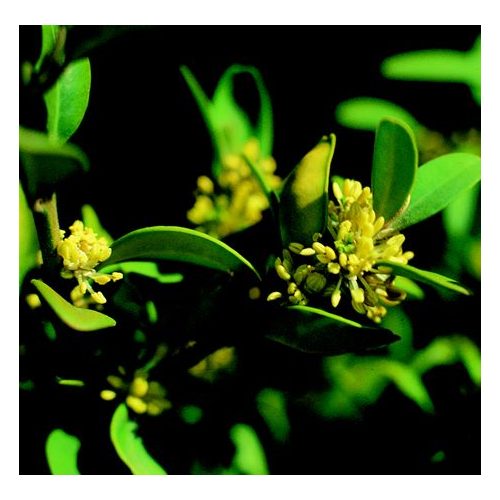 Örökzöld puszpáng (Buxus sempervirens) DEVA Európai virágeszencia 