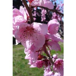 Őszibarackfa (Prunus persica) DEVA Európai virágeszencia
