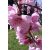  PEACH - Prunus persica