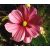 Pillangóvirág (Cosmos bipinnatus) DEVA Európai virágeszencia