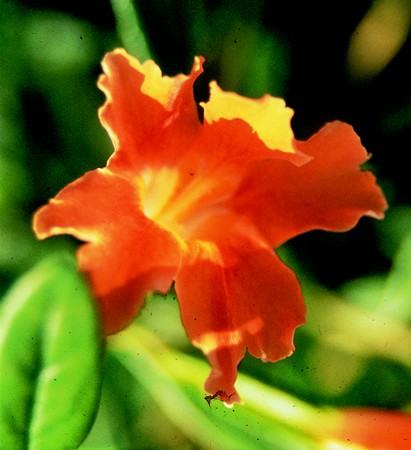 Ragadós maszkvirág (Mimulus auriantacus)