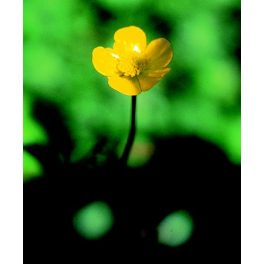   Réti boglárka (Ranunculus acris) DEVA Európai virágeszencia