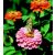 Rézvirág (Zinnia elegans) DEVA Európai virágeszencia