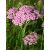PINK YARROW - Achillea millefolium