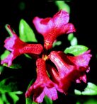 RHODODENDRON - Rhododendron ferrugineum