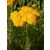 Sárga cickafark (Achillea filipendulina) DEVA Európai virágeszencia