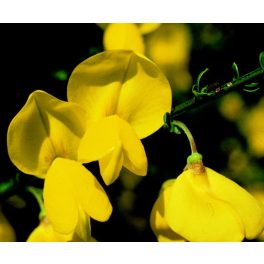   Seprűzanót (Cytisus scoparius) DEVA Európai virágeszencia