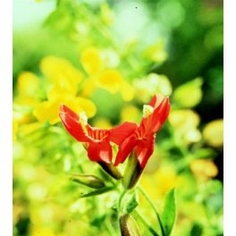   Skarlát maszkvirág (Mimulus cardinalis) DEVA Európai virágeszencia