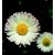 DAISY - Bellis perennis