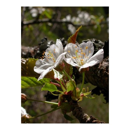 Vadcseresznyefa (Prunus avium) DEVA Európai virágeszencia