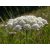 Vadmurok (Daucus carota) DEVA Európai virágeszencia