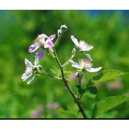 Vadszeder (Rubus fructicosus) DEVA Európai virágeszencia