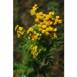 Varádics (Tanacetum vulgare) DEVA Európai virágeszencia 