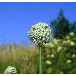 Vöröshagyma (Allium cepa) DEVA Európai virágeszencia