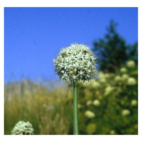 ONION - Allium cepa