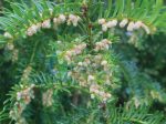 Tiszafa (Taxus – Yew) Findhorn Virágeszencia 15ml.