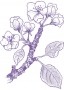 Vadalma (Malus sylvestris – Apple) Findhorn Virágeszencia 15ml.