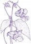 Balsam Findhorn Flower Essence 15ml.
