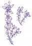 Hamvas hanga (Erica cinerea – Bell Heather) Findhorn Virágeszencia 15ml.