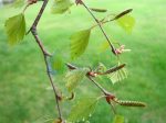 Nyírfa (Betula pendula – Birch) Findhorn Virágeszencia 15ml.