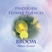 Broom Findhorn Flower Essence 15ml.