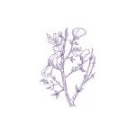 Broom Findhorn Flower Essence 15ml.