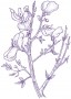 Seprőzanót (Cytisus scoparius – Broom) Findhorn Virágeszencia 15ml.