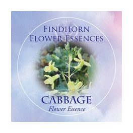   Káposzta (Brassica oleracea – Cabbage) Findhorn Virágeszencia 15ml. KIFUTÓ TERMÉK!