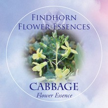 Cabbage Findhorn Flower Essence 15ml.