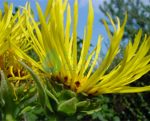 Örménygyökér (Inula helenium – Elecampane) Findhorn Virágeszencia 15ml.