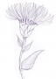Elecampane Findhorn Flower Essence 15ml.