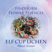   Skarlátzuzmó (Cladonia coccifera – Elf Cup Lichen) Findhorn Virágeszencia 15ml.