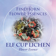 Skarlát zuzmó (Cladonia coccifera – Elf Cup Lichen) Findhorn Virágeszencia 15ml.