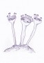 Skarlátzuzmó (Cladonia coccifera – Elf Cup Lichen) Findhorn Virágeszencia 15ml.