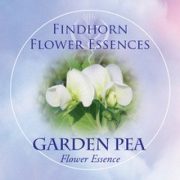  Borsó (Pisum sativum – Garden Pea) Findhorn Virágeszencia 15ml.