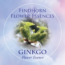 Gingko Findhorn Flower Essence 15ml.